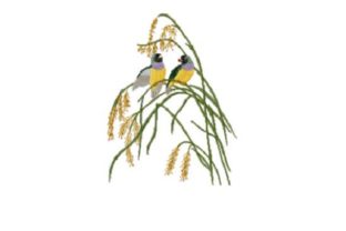 Painted Finch: A Designer’s Review